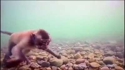 🔥 macaques have the ability to dive underwater in pursuit of food