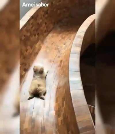 This pup has a personal slide in its house