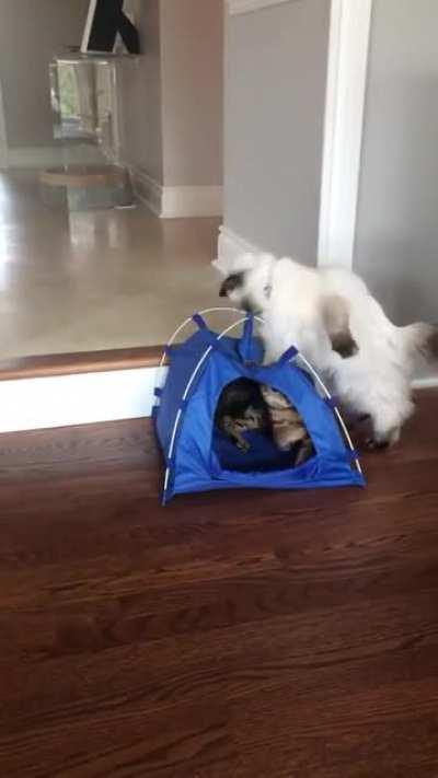 Defending his tent.