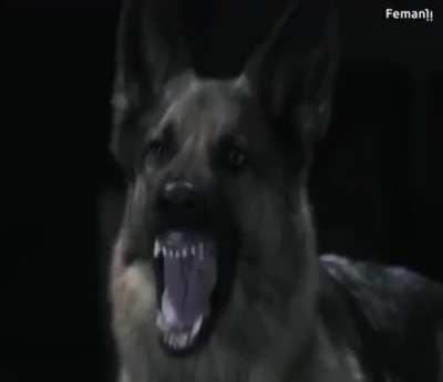 the man scared the dog away