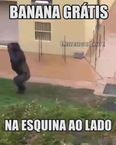 bananas isentas de custo