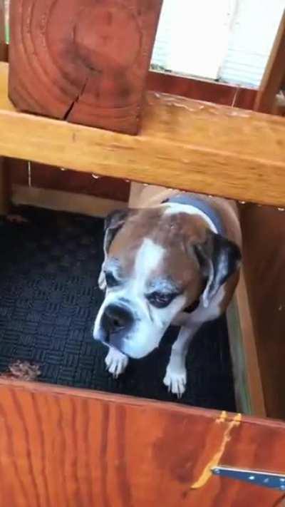 This retiree had too much time on his hands and a old dog who he lived with. So he built his dog an elevator.