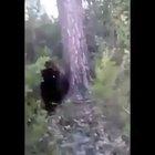HMFT after i kick a wild bear