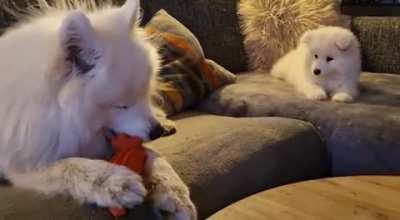 Small samoyed (Freyja) bullying big samoyed (Loki).