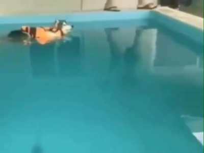 to teach the dog how to swim