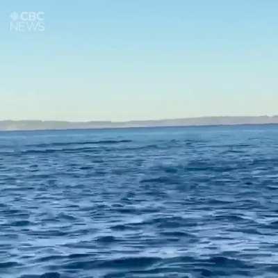 Father and daughter get a front row show of a whale, breaching over and over for them.