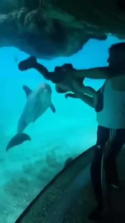 Toddler making a dolphin laugh