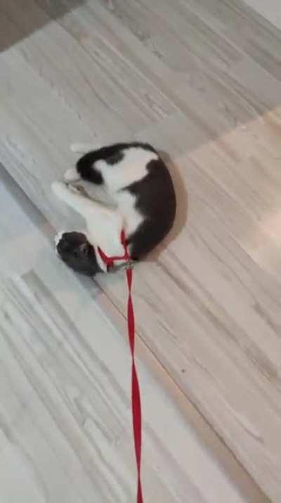 Beyler benim kedi niye bu kadar uyuşuk AMK klimayı açınca salıyor kendini