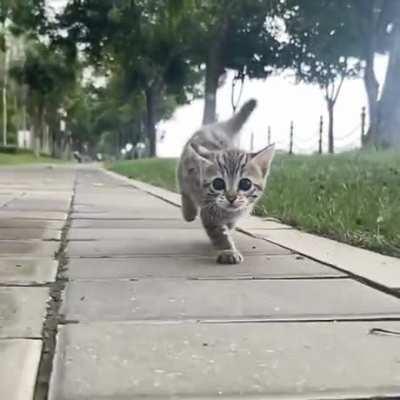 Ears back, ready for takeoff