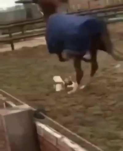 Horse shuts the life of chicken