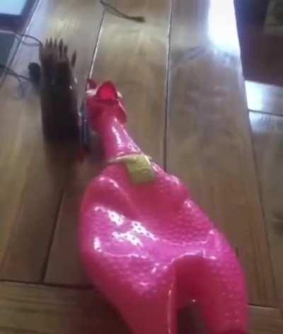 The chicken goes.....