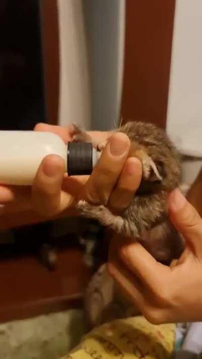 A foster kitten that my step-mother found outside her workplace wandering alone. IT'S SO CUTE!!!