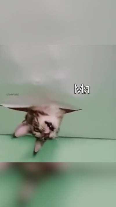 Наташ, у тебя мыши