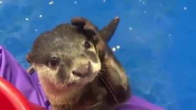 Otter shows a human how to pet him