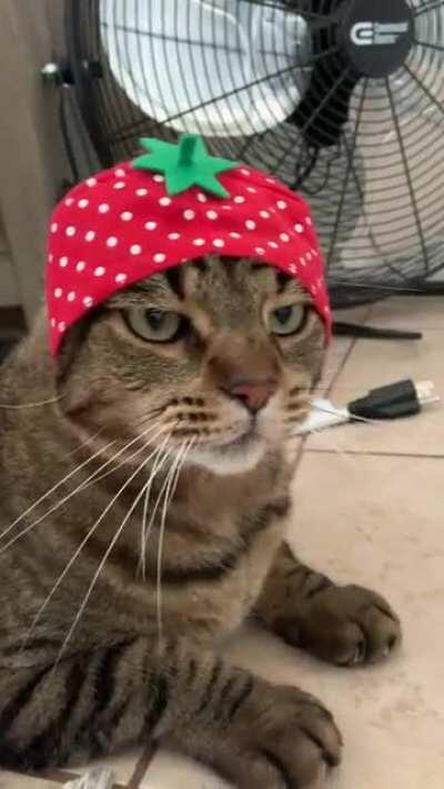 strawberry meow