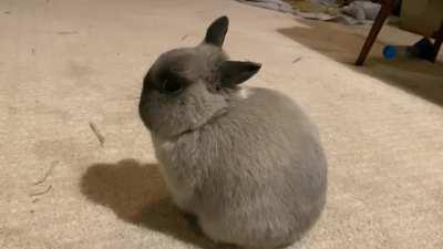 Is bun ok? He sat and ground his teeth like this for a couple of minutes (volume up for sound), then resumed usual bunny business.