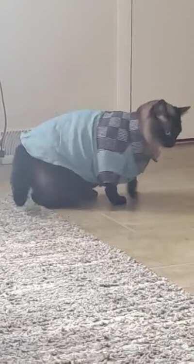 Nelly won't stop licking and making bald spots so we got him a shirt