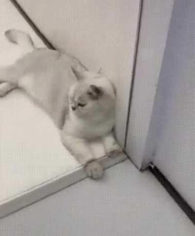 PooR kiTtER hAs TOe bEAnS bRUtALly sLiCEd oFf