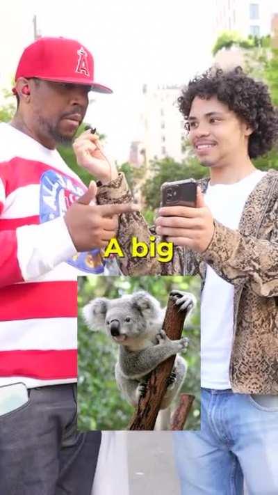 to correctly name all the animals