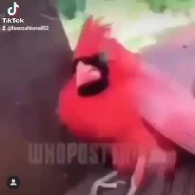 the bird is stoned😂