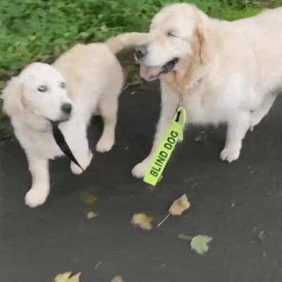 Guide dog looking after his Blind friend ❤️
