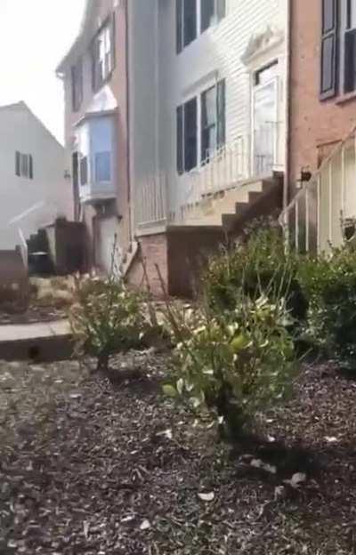 Cat with metamorphosis abilities