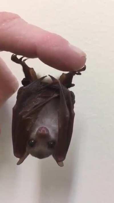 Just a bat hanging upside down