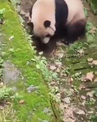 fluffball training for tactical evasive maneuvers