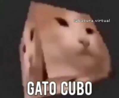 Gato cubo