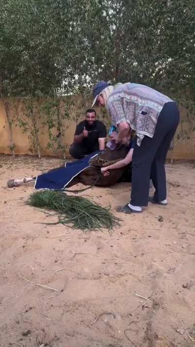 All animals deserves to be treated this way..