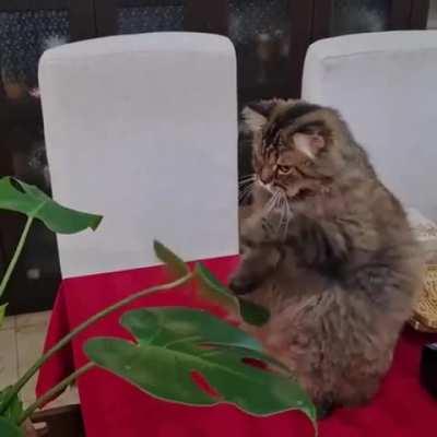 Daily training is very important for every self-respecting cat.