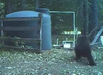 bear got hit in the nuts while trying to scratch it's back