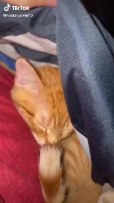 Major BONK on the snoot.