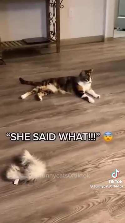 Cats talking 