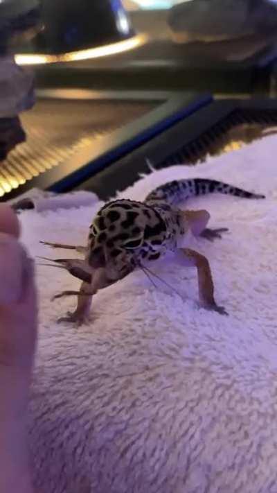 gaining his trust :)