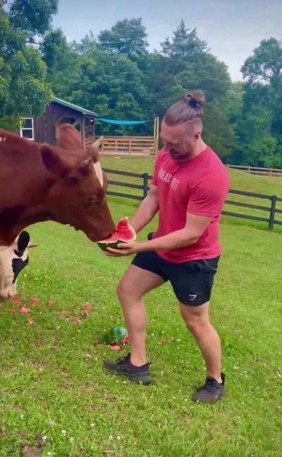 My friend feeding watermelon to the cows at Rosie’s Farm Sanctuary