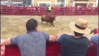 Bull headbutts an annoying person