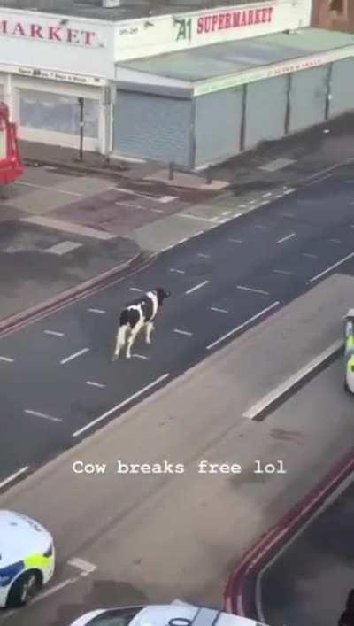 A Cow freakout.