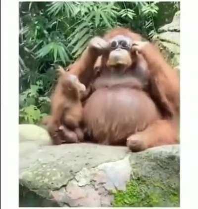 Sunglasses accidentally dropped into a zoo orangutan enclosure