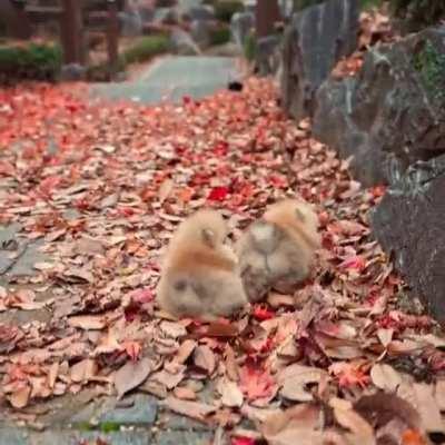 These two puppies in autumn leaves