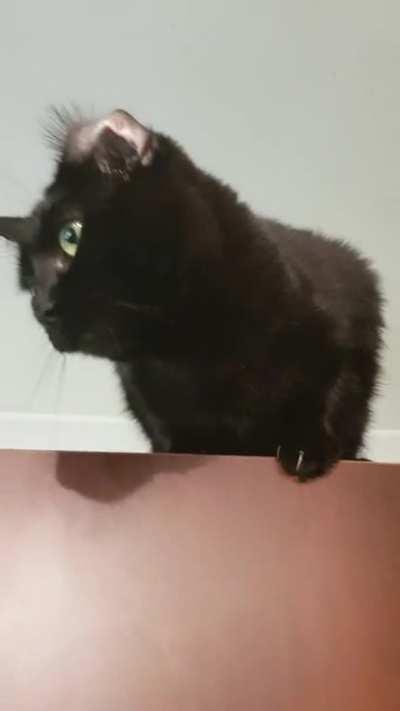 Dodge unflipping her ear