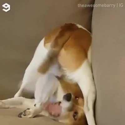 Dog.exe has stopped working