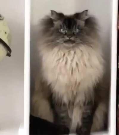 That’s no ornament