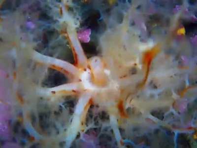 Sea Cucumber eating breakfast before it has to go to work