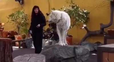 Ever heard the howl of a big white wunk? 