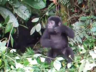 Baby Gorilla's first chest pound