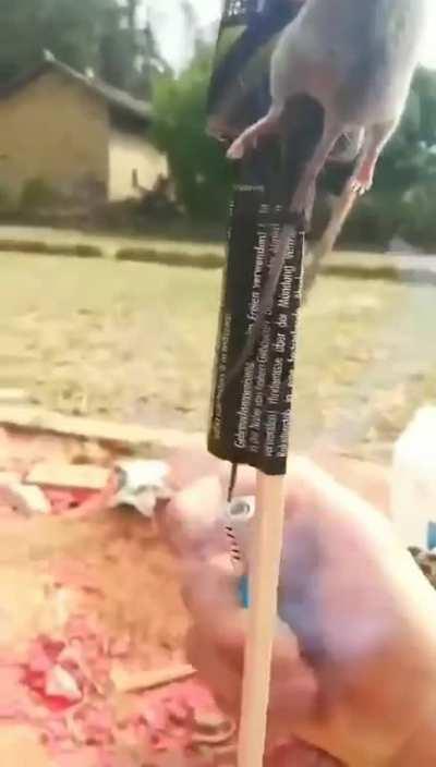 Most peaceful and animal loving Chinese.....