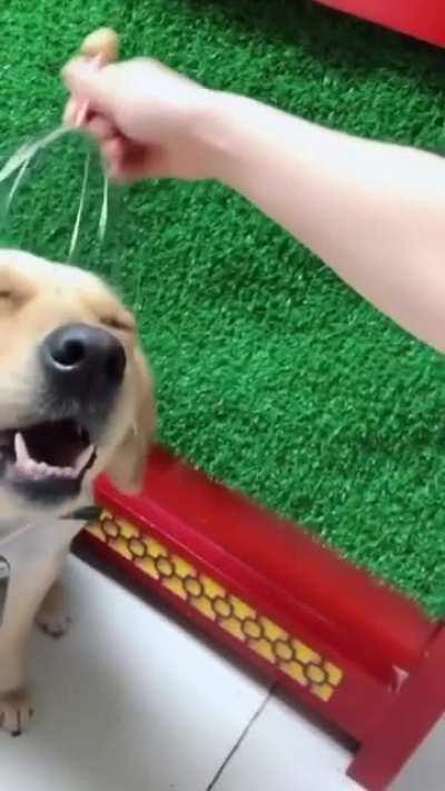 Putin just declared war(ule) but look funny dog!