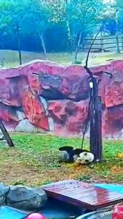 Normal Day In Pandas Life