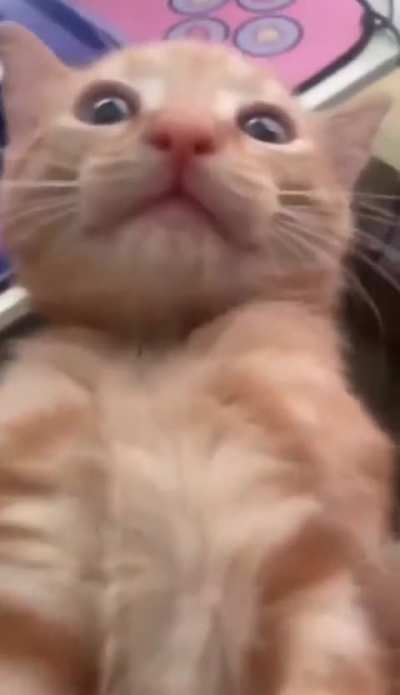 feel the power of the purr